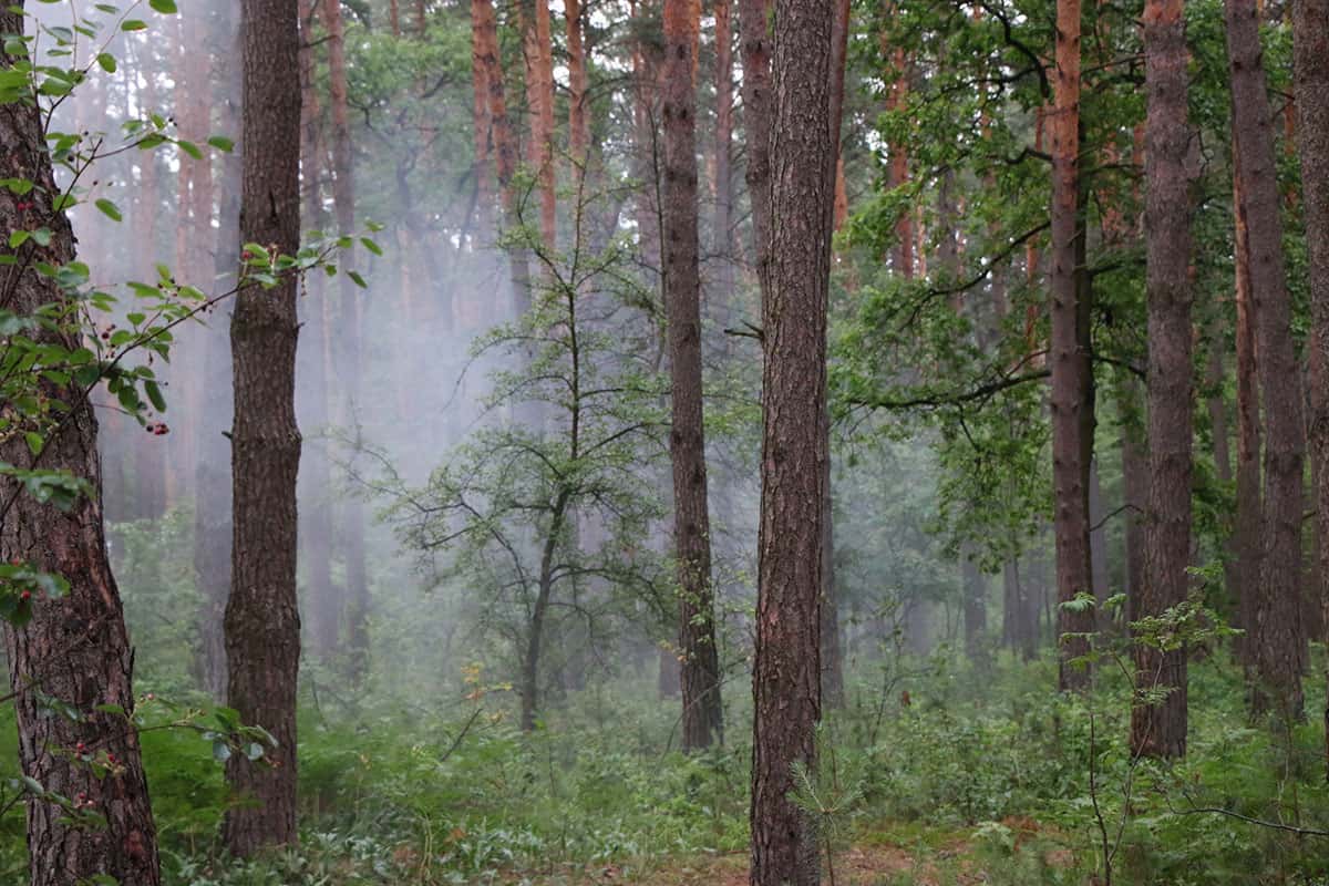 Pohjoismainen kuusi